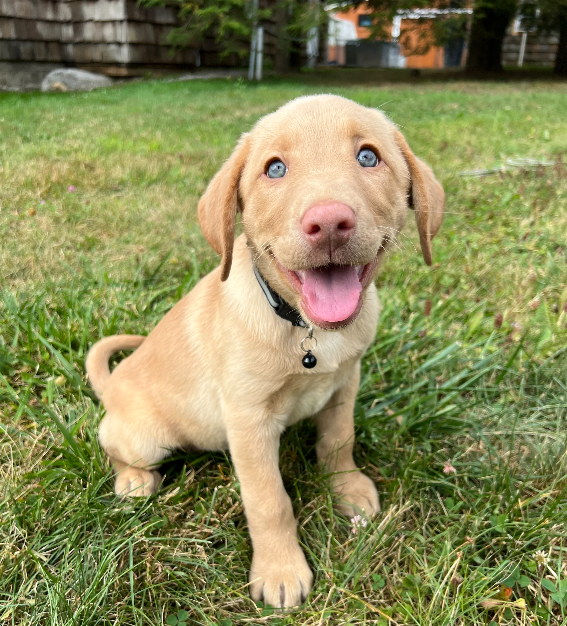 Puppies for sale August 2022