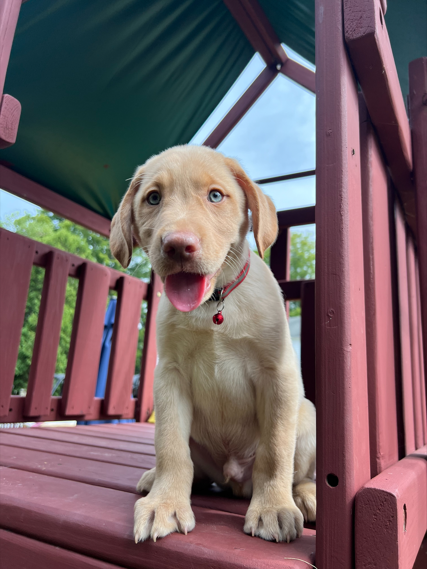 Puppies for sale August 2022