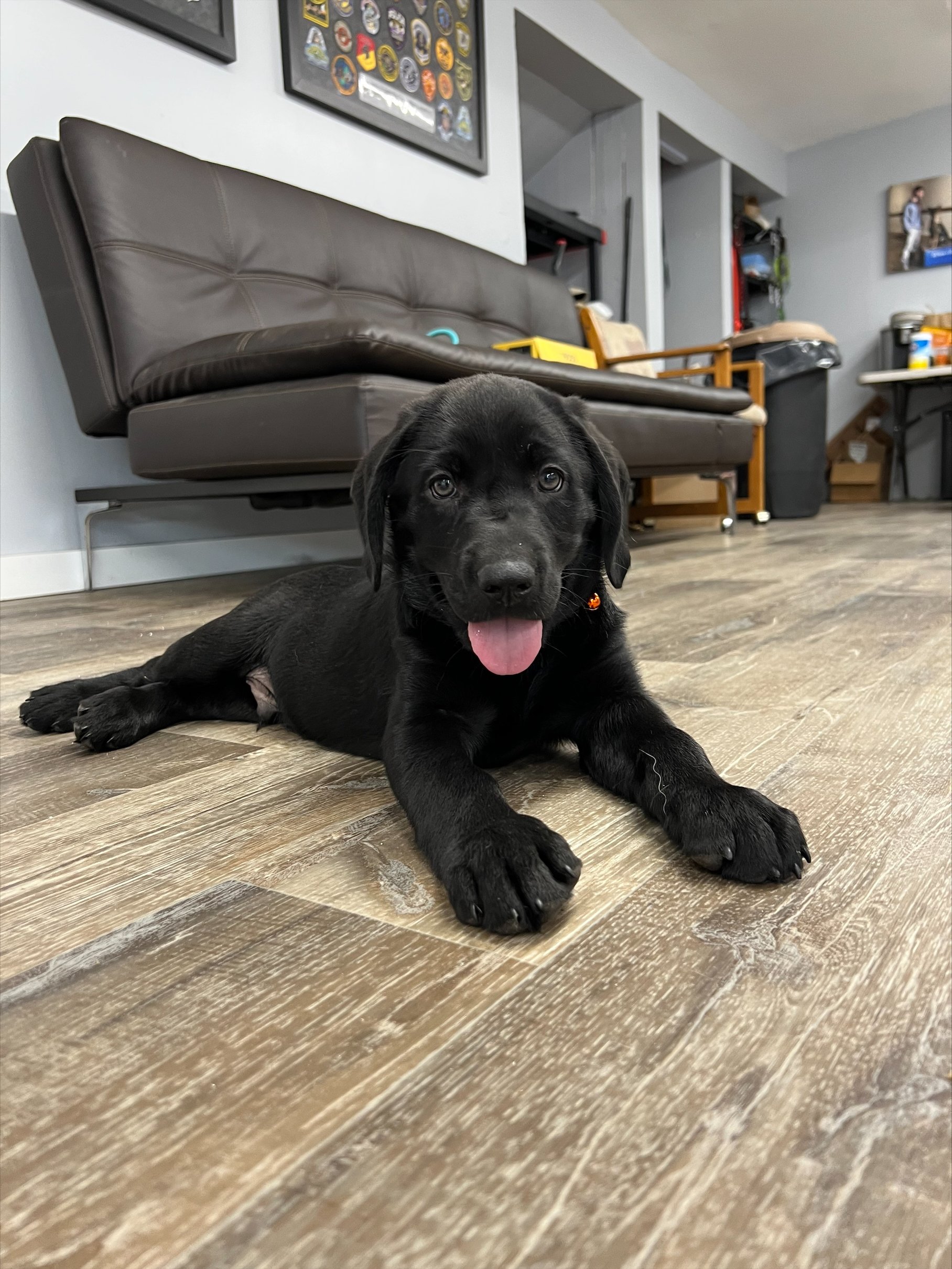 Puppies for sale August 2022