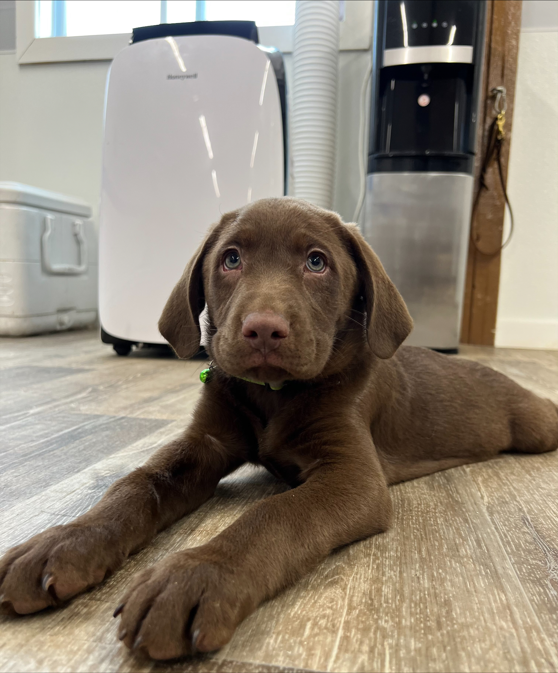 Puppies for sale August 2022