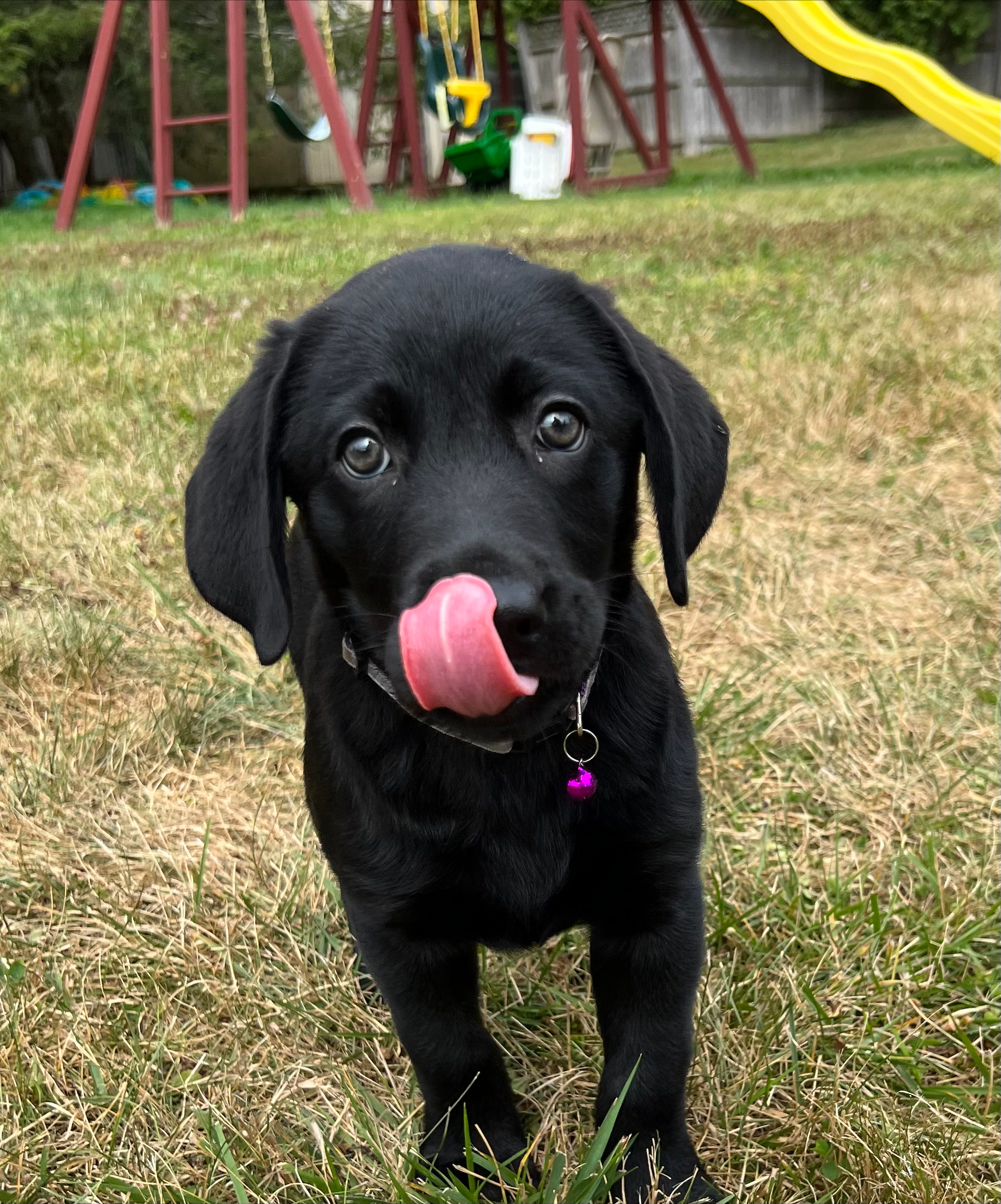 Puppies for sale August 2022