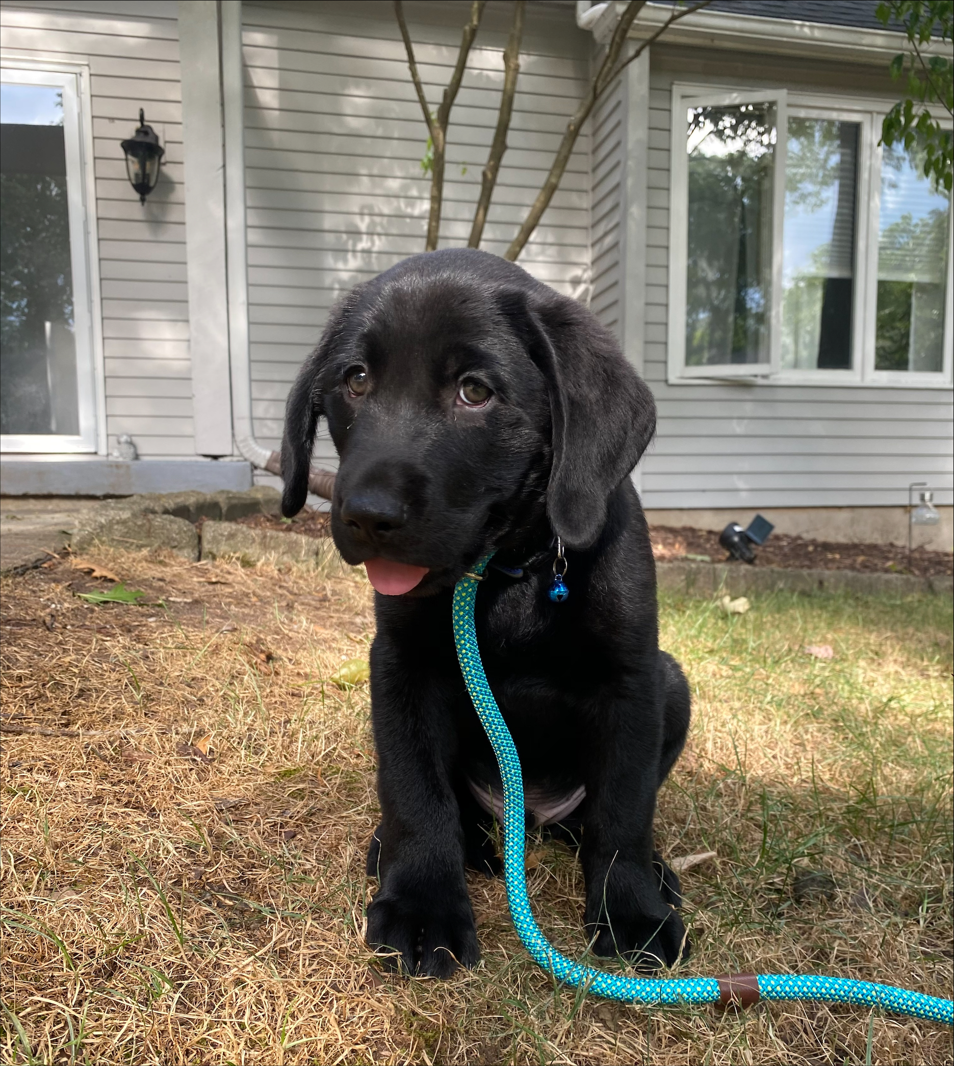 Puppies for sale August 2022