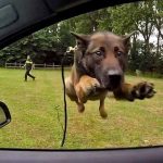 Stonehill Kennel acting dog training