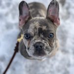 Stonehill Kennel we sell select breeds of dogs that we train