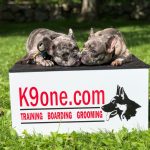 Stonehill Kennel at k9one.com