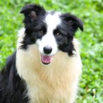 Stonehill Kennel - animal actor dog training