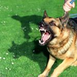 Stonehill Kennel Security and Acting Dog Training