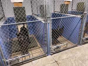 Stonehill Kennel Boarding