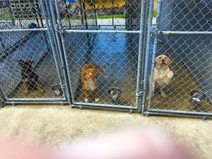 Stonehill Kennel Dog Boarding