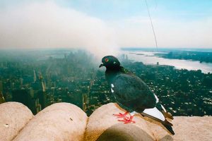 Sept 11 2001 - Stonehill Kennel was there to aid in the recovery